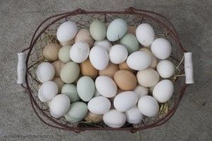 eggs of many colors