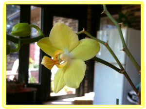 framed orchid
