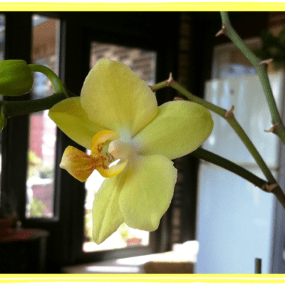 Wordless Wednesday (Orchid Edition)
