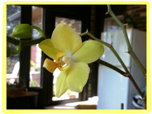 This is an orchid my mom grew and nurtured. She is that kind of caretaker with children AND with plants!