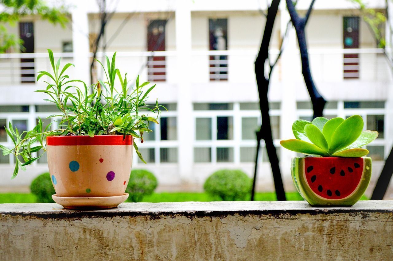 Should Office Plants be Banned?